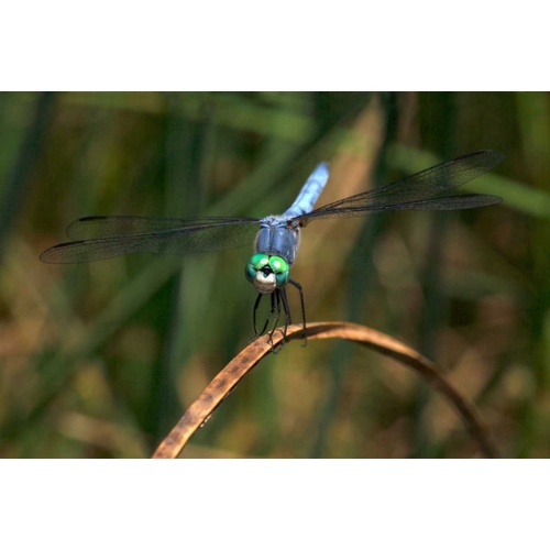 CA, Mission Trails regional Park Blue Dragonfly